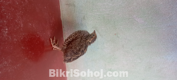 কোয়েল পাখি